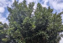 Learn about growing macadamias