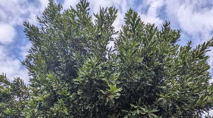 Learn about growing macadamias