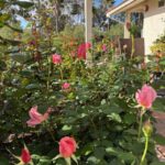 Time to fertilize rose bushes and keep them well-watered