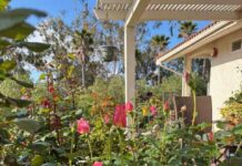 Time to fertilize rose bushes and keep them well-watered