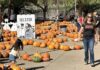 Families celebrate autumn traditions at Peltzer Pumpkin Farm