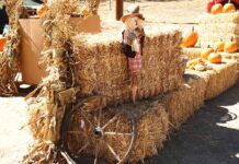 Autumn in Anza Festival debuts Nov. 15