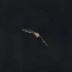 Riverside County Health Officials report increase in rabid bats, urge precautions for people, pets