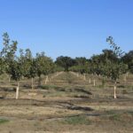 Food trends boost pistachio market as production rises