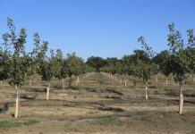 Food trends boost pistachio market as production rises