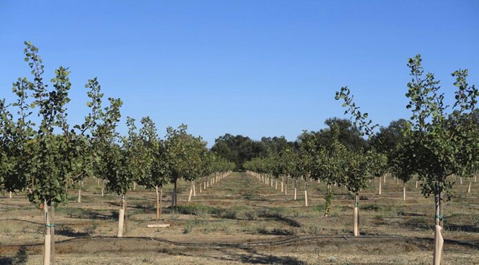 Food trends boost pistachio market as production rises