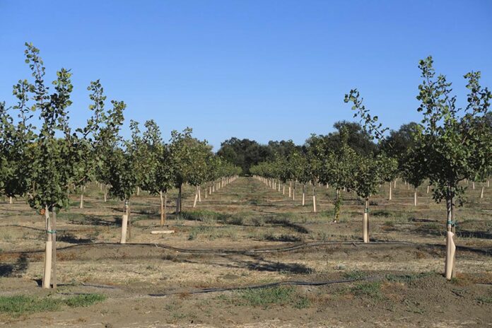 11-13-25-H&G-Food trends boost pistachio market as production rises-CH