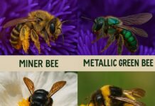 Native bees of California: Guardians of our ecosystem