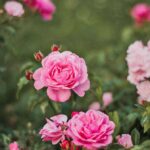 Rose Care FUNdamentals for December