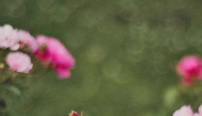 Rose Care FUNdamentals for December