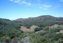Knöppelåsen hosts Trail Wanderings & Wonderings hike – An invitation to discover the beauty of old-growth chaparral in Anza