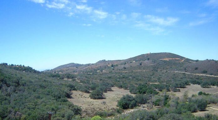 Knöppelåsen hosts Trail Wanderings & Wonderings hike – An invitation to discover the beauty of old-growth chaparral in Anza