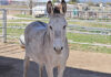 Donkeys as livestock guardians spark debate among ranchers