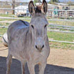 Donkeys as livestock guardians spark debate among ranchers