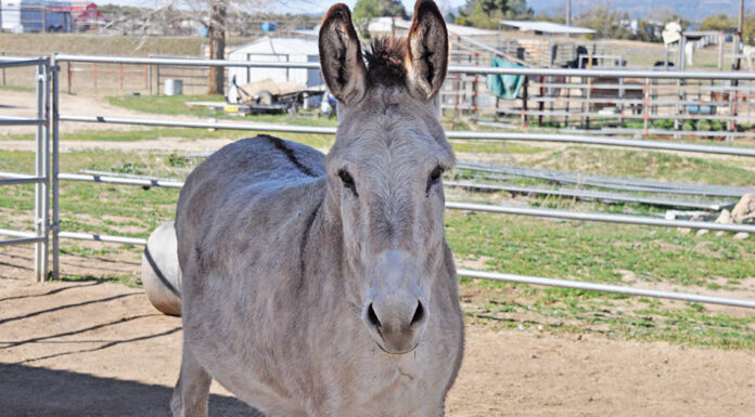 Donkeys as livestock guardians spark debate among ranchers