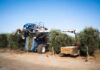 State’s olive oil production still has room for growth