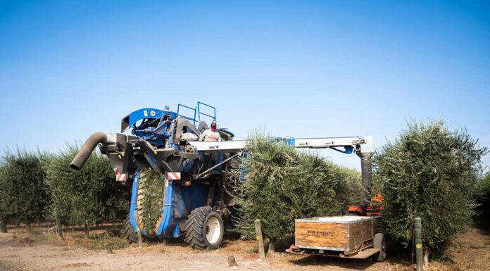 State’s olive oil production still has room for growth