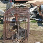 Animal Services encourages residents to report animal neglect or abuse