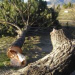 Santa Ana wind events explained