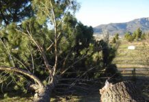 Santa Ana wind events explained