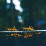 A safer way to stop household pests