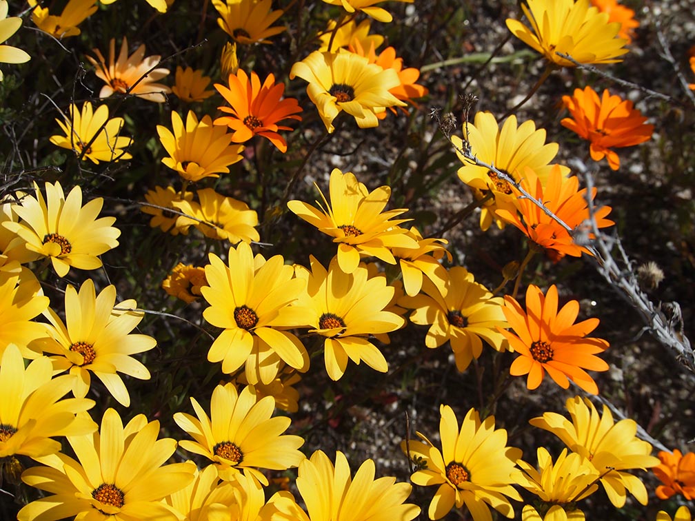 California State Parks invites visitors to enjoy spring wildflower blooms