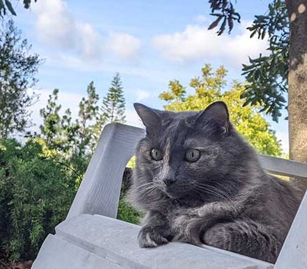 Animal Friends of the Valleys announces temporary vaccine clinic closure