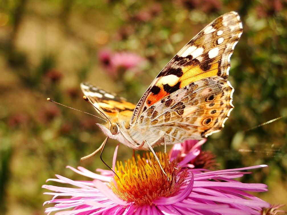 Knöppelåsen seeks sponsors, partners, and volunteers for new Community Pollinator Garden project