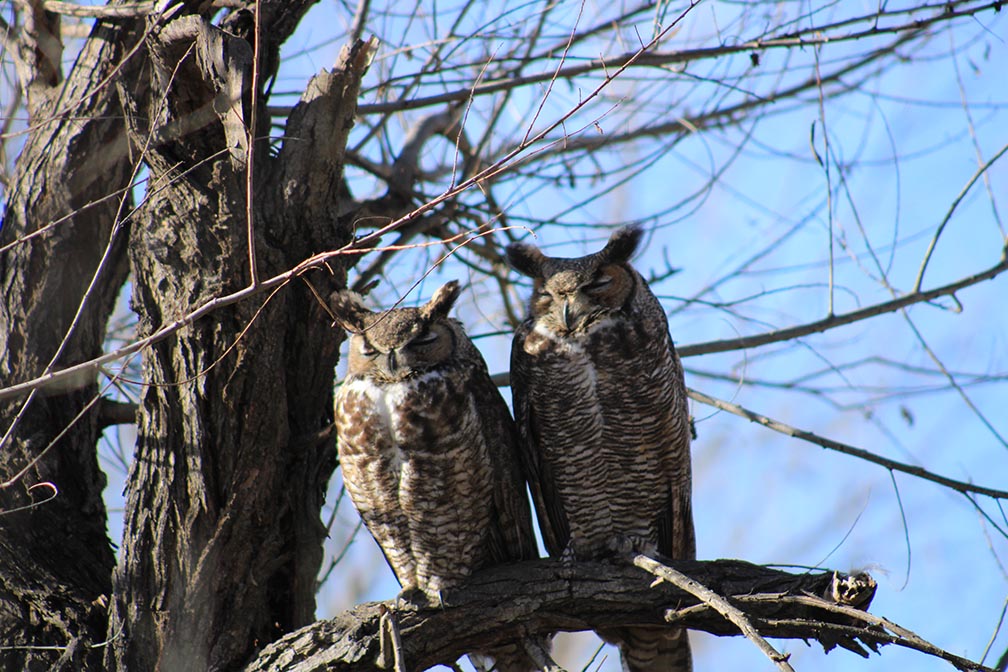 Hoots in the night: Great Horned Owls patrol the Anza Valley