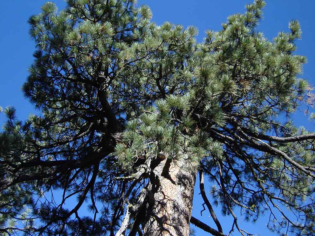 Knöppelåsen to host Trail Wanderings and Wonderings March 15