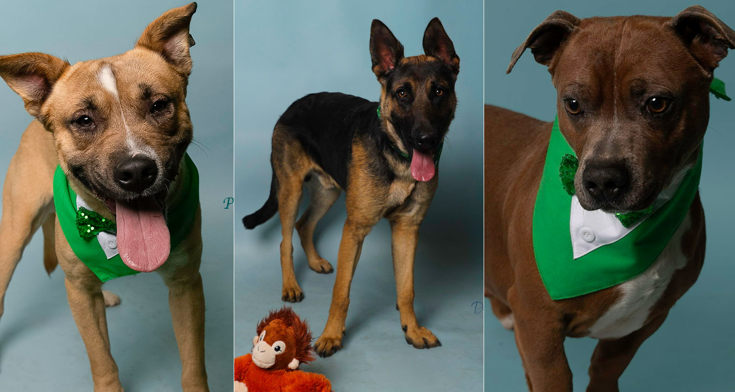 Shelter Spotlights from San Jacinto Animal Campus