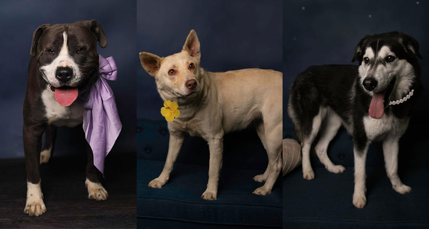 Shelter Spotlights from San Jacinto Animal Campus