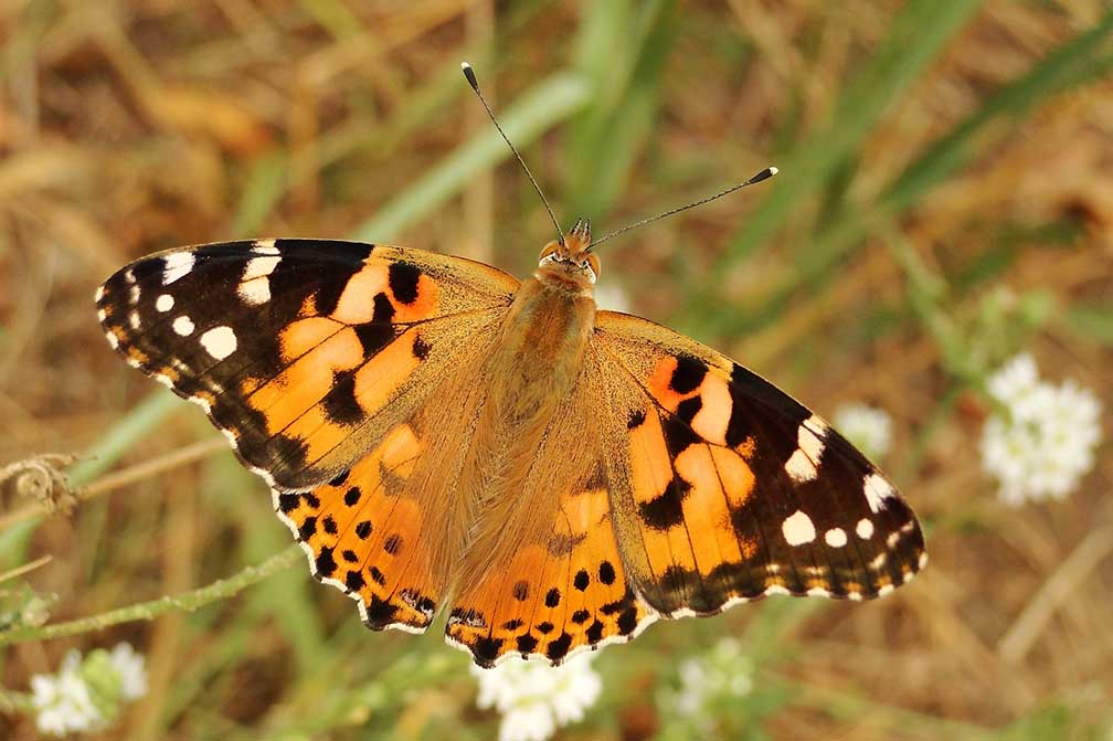 Community invited to document new pollinator garden project in Anza