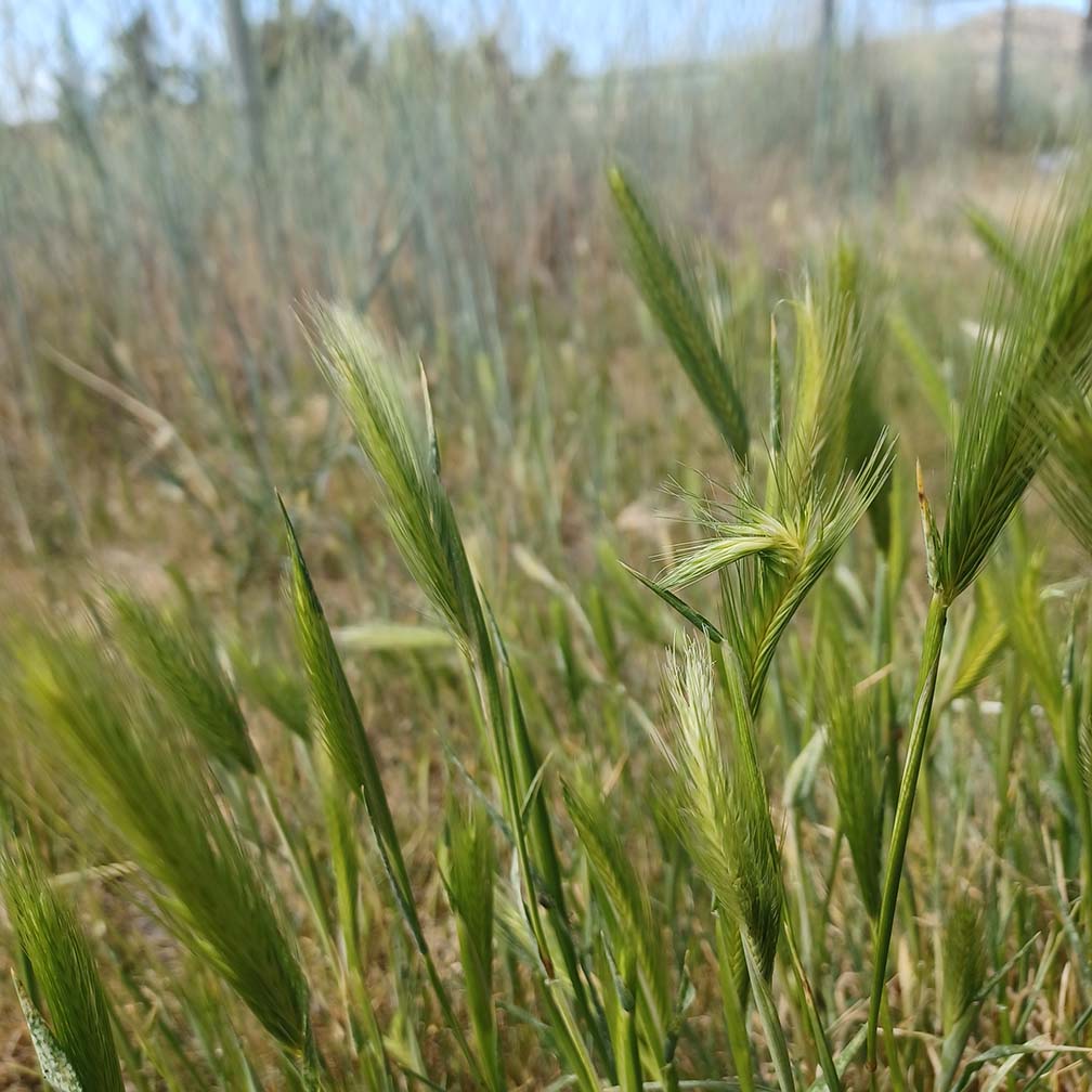 Foxtail grass poses hidden danger for pets across the Anza Valley