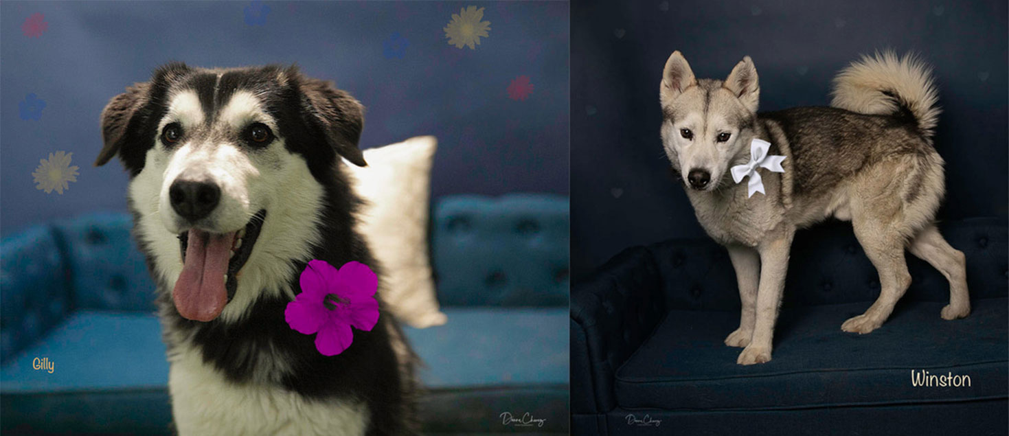 Shelter Spotlights from San Jacinto Animal Campus