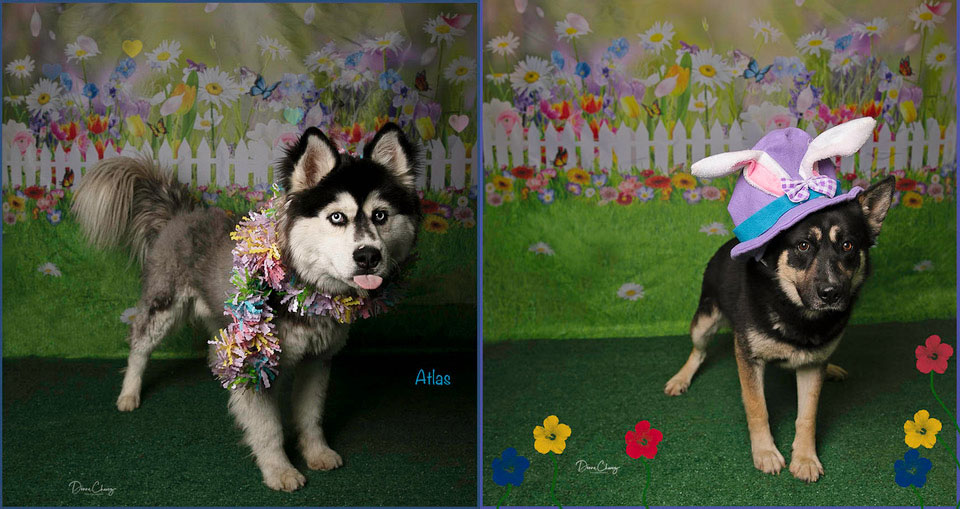 Shelter Spotlights from San Jacinto Animal Campus