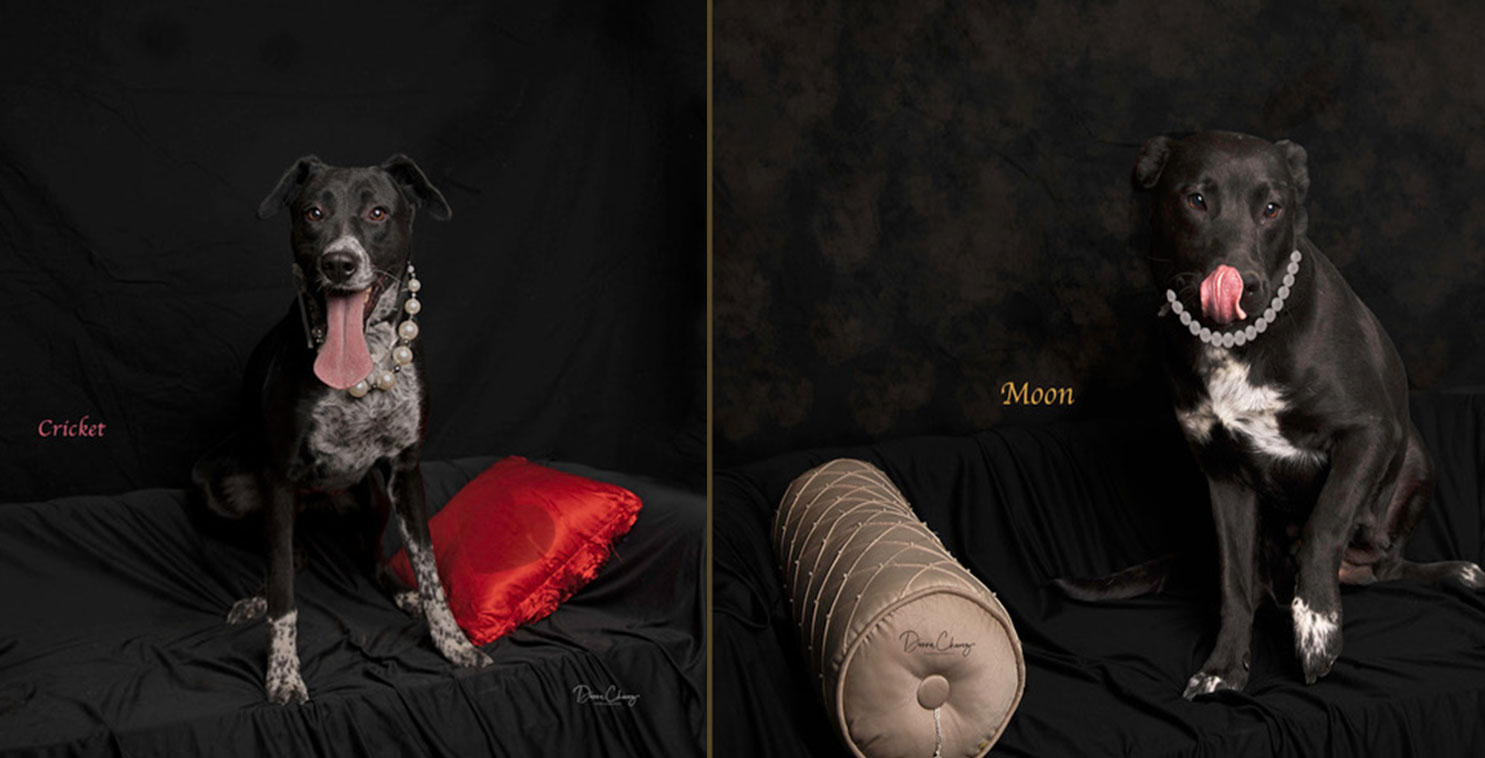 Shelter Spotlights from San Jacinto Animal Campus