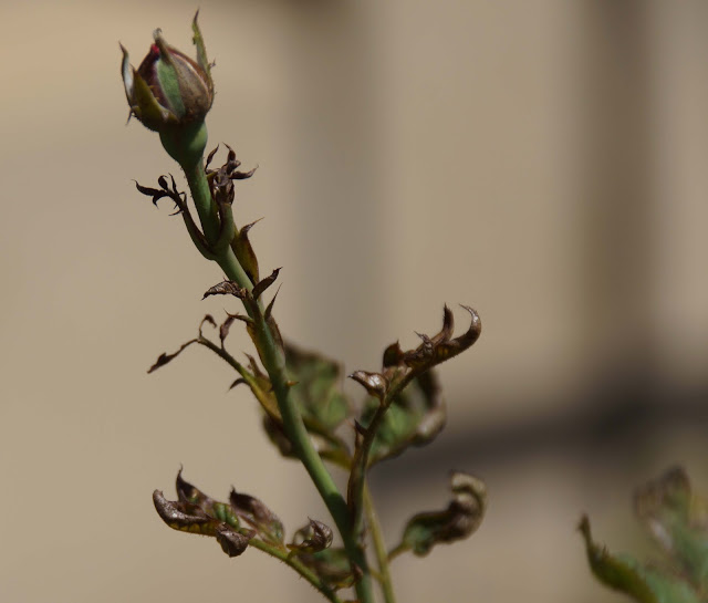 Rose Care FUNdamentals for July 2026