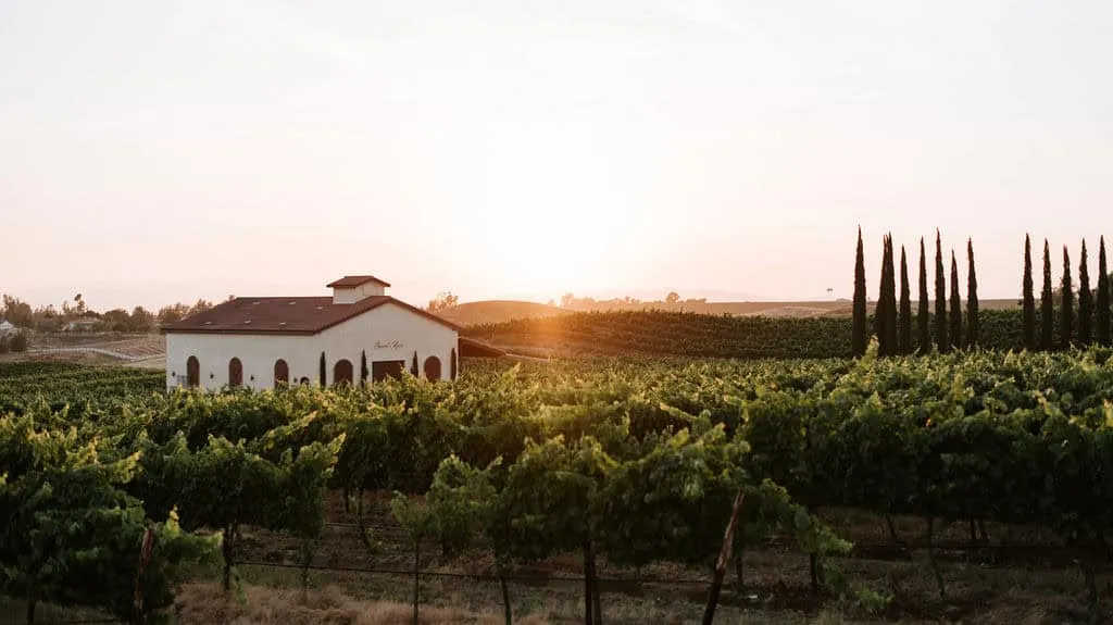 Danza del Sol vineyard-sunset-view