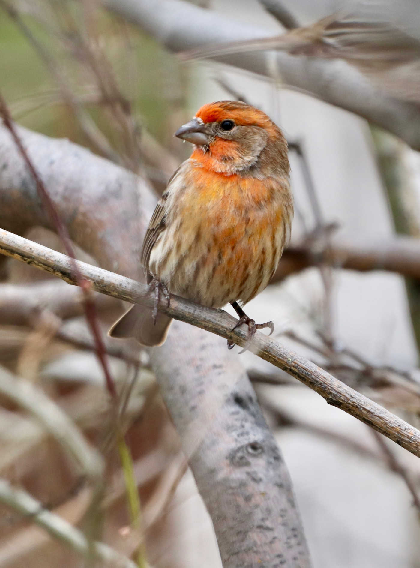 Birds, Brushes & Brunch offers creative morning at Dorland Mountain Arts