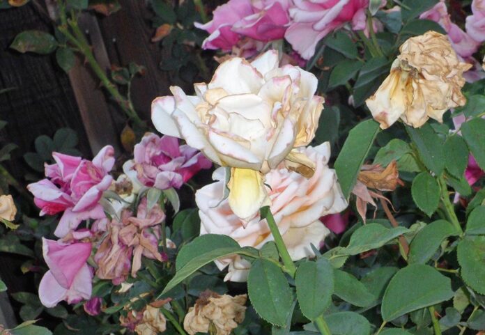 06-06-25-HG-How-to-care-for-roses-in-summer-time-1-cp-696x481