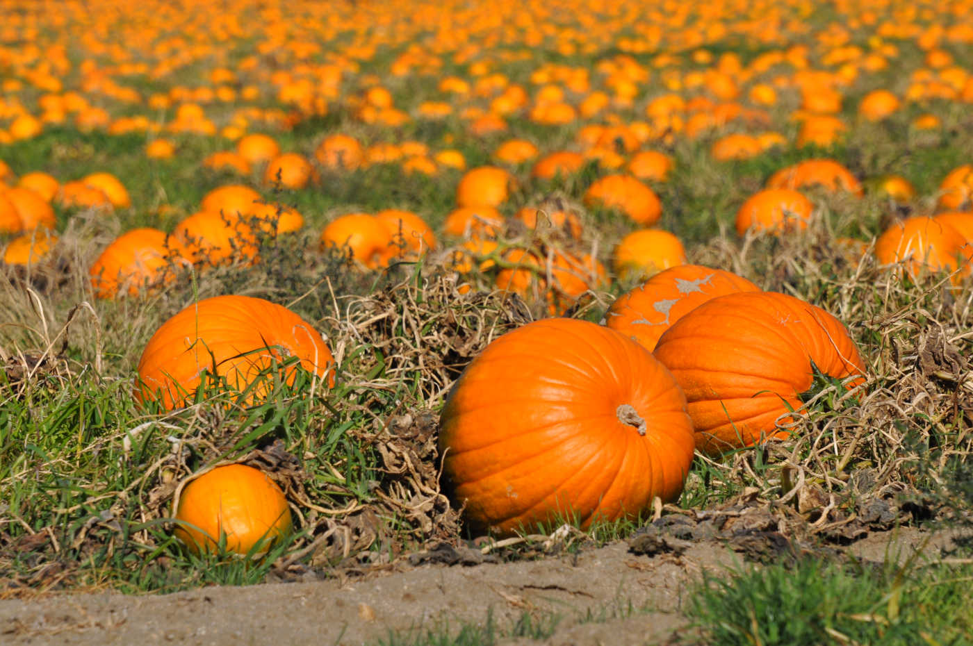 Anza Farmers’ Market Harvest Festival celebrates Fall with family fun and contests