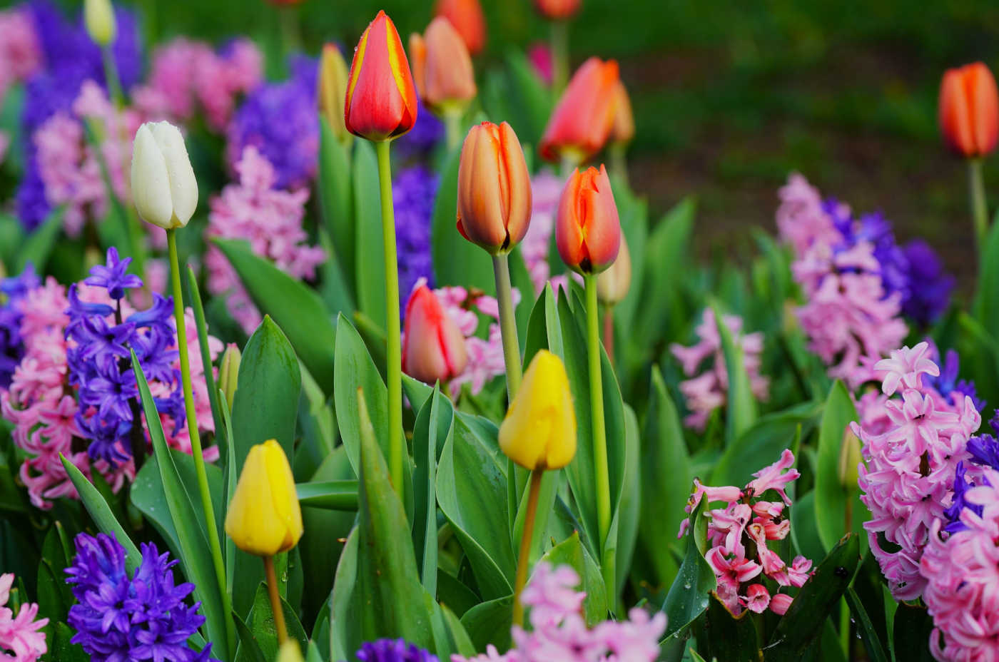 September Gardening Tasks: Preparing the Garden and Yard for Winter